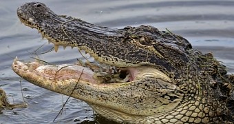 Alligator Believed to Have Attacked and Killed Man in Florida