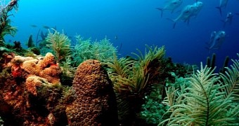 Artificial corals could help remove pollutants from seas and oceans