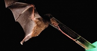 Bat Sporting Tongue Longer than Its Entire Body Found in Bolivia