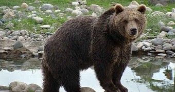 Grizzly bears are insanely powerful animals