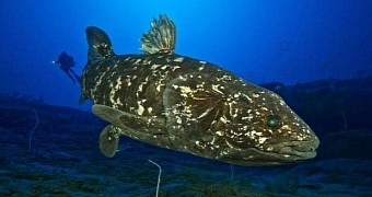 Coelacanths were thought to have gone extinct in the late Cretaceous