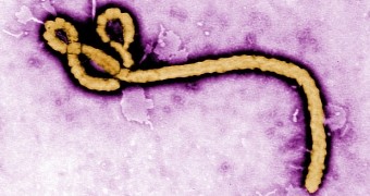 The Ebola virus can be sexually transmitted, researchers find
