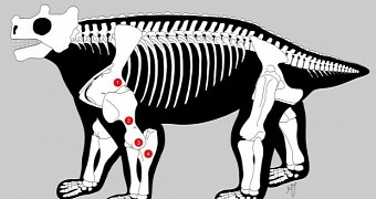 Cow-Sized Creature Was the First to Stand Upright on All Fours