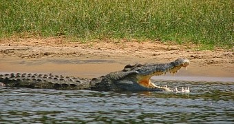Study finds crocodiles can sleep with one eye open