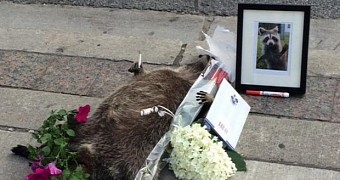 Dead Raccoon in Toronto Gets Its Own Memorial