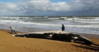Dead Whale Washes Ashore on Beach in Kent, UK