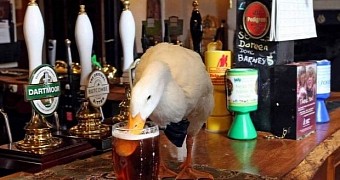 Meet Star, the beer-loving duck