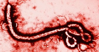 Ebola can be sexually transmitted