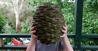 Araucaria bidwillii pine cones can grow pretty big
