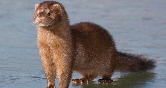 FBI Arrests Animal Rights Activists Who Freed over 5,000 Minks