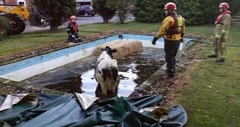 Firefighters save cow stuck in a swimming pool