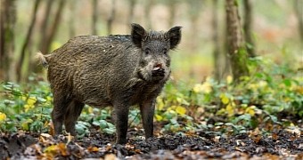 Apparently, boars make excellent swimmers