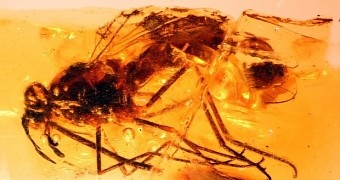 Researchers find 105-million-year-old flies in Spain