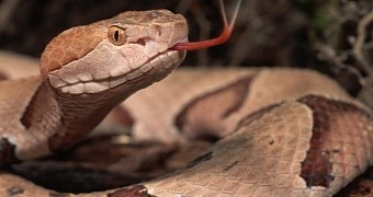Four-Legged Snakes Roamed the Earth in Ancient Times