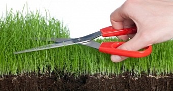 Researchers say freshly cut grass smells like a dead body