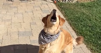 Fritz the Golden Retriever Still Can’t Catch Food, Remains Adorable - Video