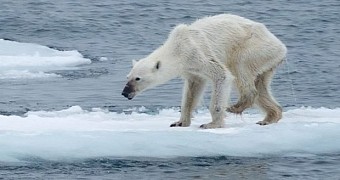 Starving polar bear in the Svalbard archipelago
