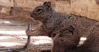 Park ranger in Texas sees squirrel eating a snake