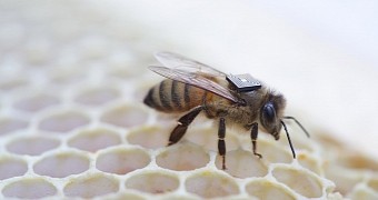 Cyborg-ish bees will save others from total extinction