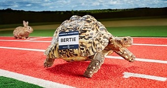 Bertie is the fastest tortoise in the world