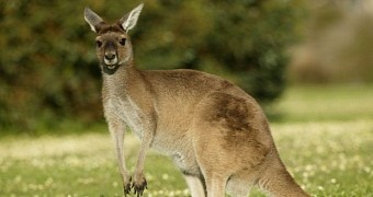 Kangaroos have surprisingly strong bodies