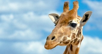 Study finds giraffes hum during nighttime