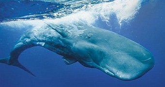 A sperm whale