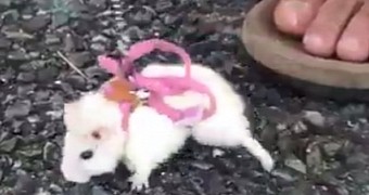 Yes, this is a hamster on a leash