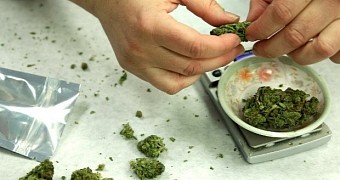 Marijuana Can Heal Broken Bones, Study Finds