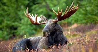 An adult male moose