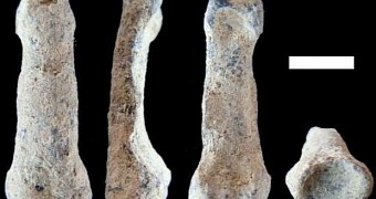 Nearly 2-Million-Year-Old Pinkie Belongs to the Earliest Modern Hand