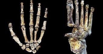 Homo naledi hand and foot