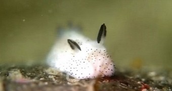 Sea slugs look like teeny tiny bunnies