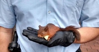 Police Arrest Squirrel Guilty of Stalking Young Woman