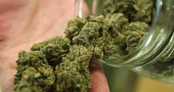 Cannabis plantation found in south-west London