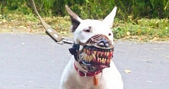 Werewolf muzzles are the latest fashion for dogs in Russia