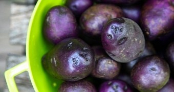 Study finds evidence purple potatoes can fight cancer