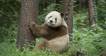 Qi Zai is a brown and white panda