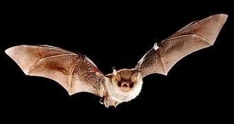 Woman dies after contracting rabies from a bat