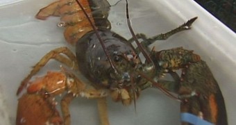 Two-colored lobster caught in Maine, US