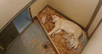 The lion cubs have not yet emerged from the den they share with their mom