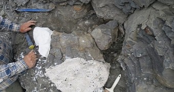 The team excavates fragments of the Portions of the spine and shoulder girdle