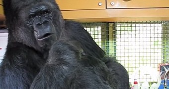 Researcher: Apes Closer to Speaking than We Give Them Credit For