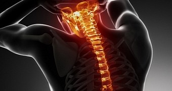 Stem cells might repair damaged spinal cords
