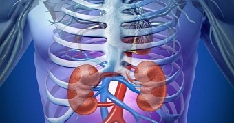 Researchers Grow Fully Functional Kidneys in the Lab