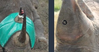 Cameras in rhino horns will save their lives