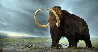 Researchers are actually considering trying to clone a woolly mammoth