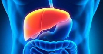 Scientists Develop Artificial Liver Made from Pig Cells