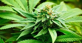 THC can address several medical conditions