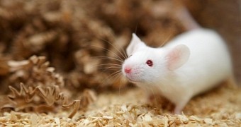 Researchers create super smart mice by altering their genetic makeup